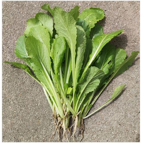 四季奶油小白菜种子 10g速生易种小包装跑江湖摆地摊蔬菜种籽批发